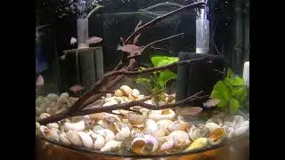 Multi shell dwellers