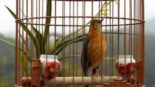 鳥語花香 橙頭（新竹小陳）