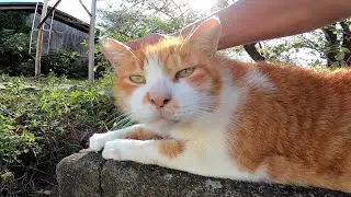 Там был бездомный кот, который много болтал на стене, поэтому я подошел и пошел наденаде