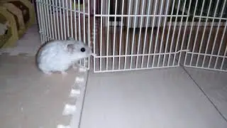 Hamster exploration