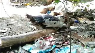(pato) MOSCUBY DUCK MATING part 2/// #ABL-ARCHIR TV.