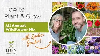 How to Plant & Grow All Annual Wildflower Seed Mix