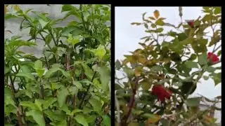 How easily grow plants in terance garden#herbs #lenkajenafamily #odiavlog 