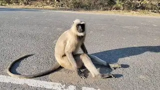 Langur Monkey Sitting Calmly on the Road | Rare Wildlife Moment Caught on Camera