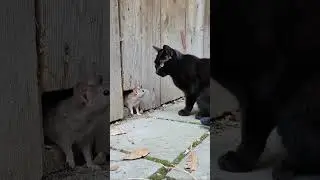 Kitty cat vs Mose... A thrilling escape from a cat's claws