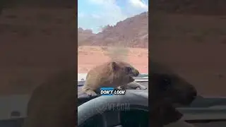 Compilation All the arguments with Henry The rock Hyrax by @ValuetainmentComedy 