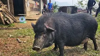 Trên đỉnh Đán Dầu cùng Xì Trưởng thôn cỗ lợn lông dài Ngoằng bà Máy Ông Ngài. Nguyễn Tất Thắng