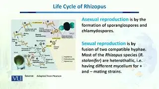 Life Cycle of Rhizopus | Biodiversity & Evolution-II | BT201 Topic093