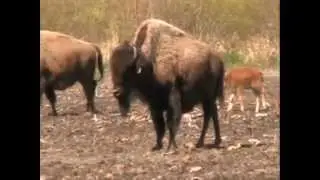 Alaska Buffalo
