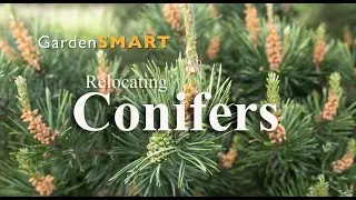 Transplanting conifers
