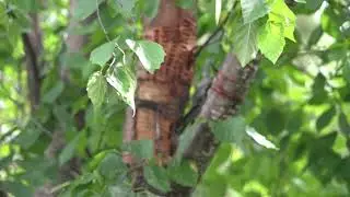 Red-naped Sapsucker - Sphyrapicus nuchalis