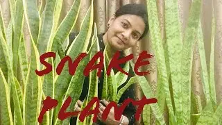 HOW TO GROW SNAKE PLANT FASTER, SANSEVIERIA PROPAGATION IN WATER AND SOIL BY LEAFCUTTINGS,SPROUTFAST