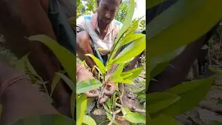 Approach Grafting Method of Sapota (Chiku or Sapodilla) plant #shorts #short #chiku