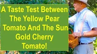 A Taste Test Comparison Between the Yellow Pear Cherry Tomato and the Sun Gold Cherry Tomato
