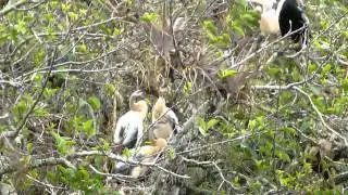 Noisy Anhingas