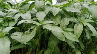 পাট চাষের সঠিক পরিচর্যা                The right care of jute cultivation