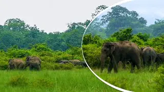 Asian elephants with a big bull roaming free in the wild