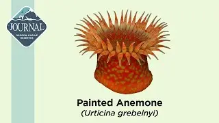Painted Anemone (Urticina grebelnyi)