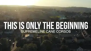 The life style, Supremeline Cane corso the new Netflix series 💯🔥🏆