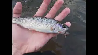Pretty Cutthroat trout.  On the Pudding River in Oregon. Fly fishing. #shorts