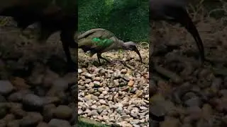 A Hadada Ibis foraging for food #birds #bird #nature #africa #peace #animal #video #wildlife