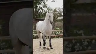 Andalusian Horse &ndash; Spain&rsquo;s Majestic Warhorse 🇪🇸🐎