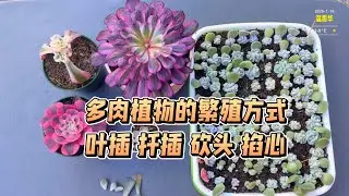 【多肉植物】￼繁殖方式：叶插、扦插、砍头和掐心￼￼