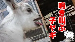 脱走して捕獲！鳴き叫ぶ赤ちゃんヤギ　2023年4月25日 手作りヤギ牧場 goat farm 吉がけ牧場