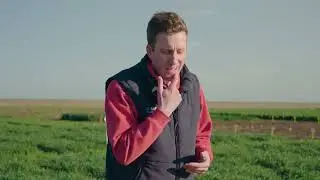 Onsite Insights - Septoria tritici blotch in wheat