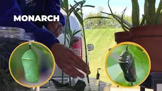 Community Connections: Caterpillars & Butterflies with Bluebird Hill Farm and the Farmers Market