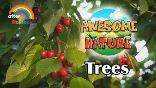 Nature Videos | Learning Nature for Babies and Kids