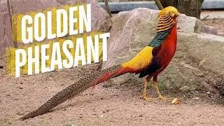 Golden Pheasant in Nature