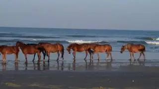 Carova NC beach driving and Wild Horses after Hurricane Hermine