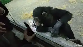 Funny Things that Animals Do 🤣  #funny #lol #lolworld