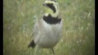 Shore Lark.......North Gare