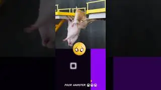 Saddest Story of Hamster in the Squid Game... 😭😭💔 | @Hamsterious | Bouncing Square #squidgame