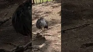 Emu at the El Nispero Zoo in Panama #panama #emu #zoo