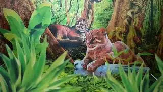 Borneo Bay Cat.  Калимантанская дикая кошка острова Борнео. 3д макет ареала обитания.