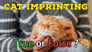 The Science Behind Cat Imprinting &mdash; Is It Real?
