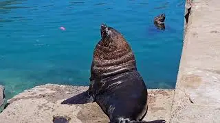 Discover the Epic Sea Lion Colony in Its Natural Habitat