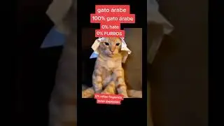 Gato &aacute;rabe 😳🙏