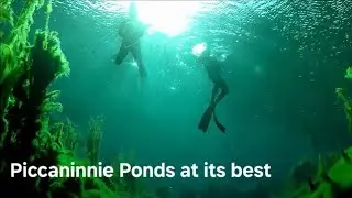Underwater Piccaninnie Ponds (epic finest) | Mt Gambier (South Australia)