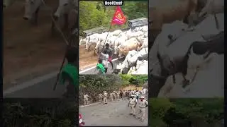 Seeman Cow | Theni | NTK | Naam tamilar Katchi