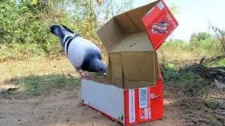 Easy Installing Unique Pigeon Trap Using Cardboard Box - Best Bird Trap