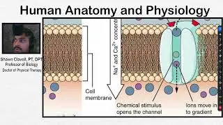 Skeletal Muscle Contraction 1  Events at the NMJ