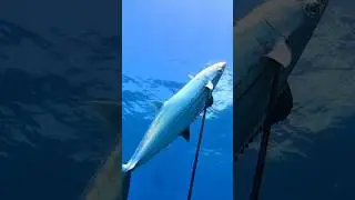 Spearfishing for Giant Fish. #spearfishing #fishing