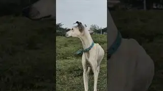 🥵 Kanni dogs ❤️ #shortvideo #shortsfeed #trending #viralvideo #shorts #short #viral #animals #dog