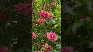 🌸 Весна. Чудесное Преображение Природы 17 | Incredibile Trasformazione Primaverile della Natura