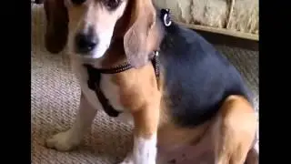 Beagle Love!