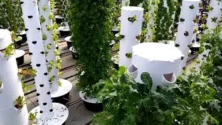#IPTVMarket VoW: Kale in the Wild